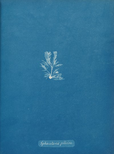 Sphacelaria filicina, ca. 1853. av Anna Atkins