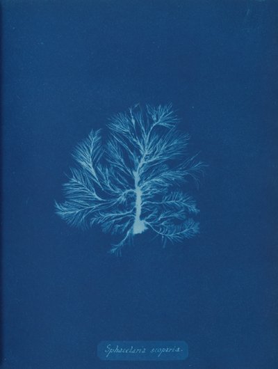 Sphacelaria scoparia, ca. 1853. av Anna Atkins