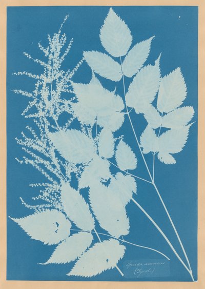 Spiraea aruncus (Tyrolen) av Anna Atkins