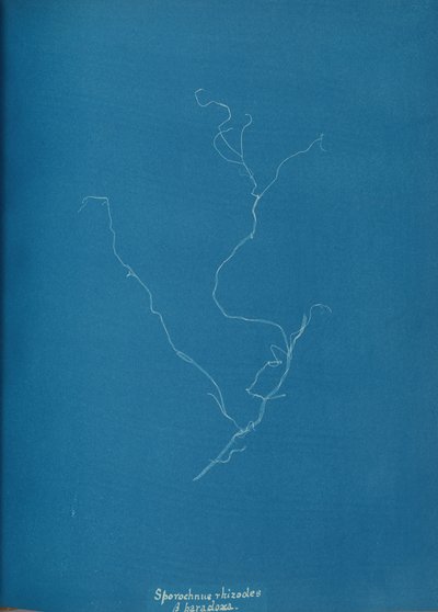 Sporochnius rhizodes ß paracloxa, ca. 1853. av Anna Atkins