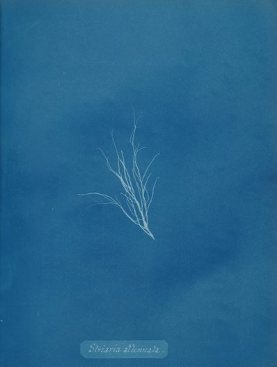 Striaria försvagad, ca. 1853. av Anna Atkins