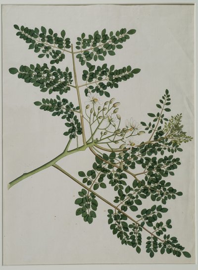 Moringa oleifera, även kallat pepparrotsträd, eller trumpinneträd (akvarell på papper) av Anna Maria Jones