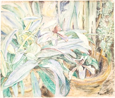 Orkidéer, botaniska trädgården, Pisa av Anna Syberg