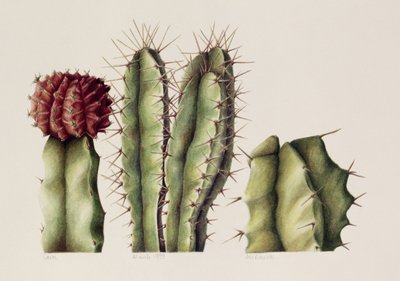 Cacti, 1999 (wc på papper) av Annabel Barrett