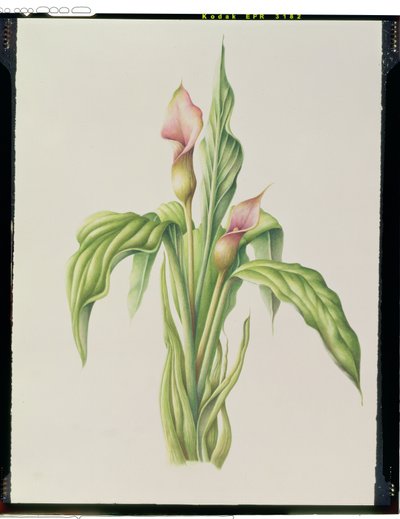 Carla Lily, 2000 (wc på papper) av Annabel Barrett
