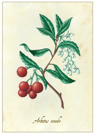 Arbutus unedo, 2015 (gouache) av Annalisa Morrocco