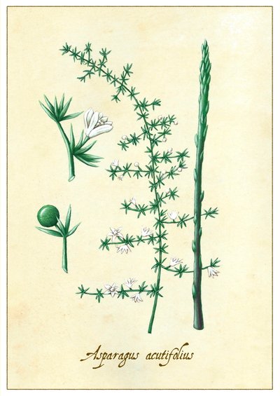 Asparagus acutifolius, 2015 (gouache) av Annalisa Morrocco