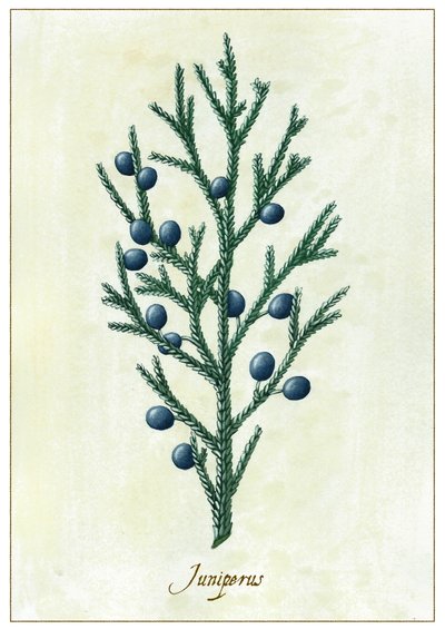 Juniperus, 2015 (gouache) av Annalisa Morrocco