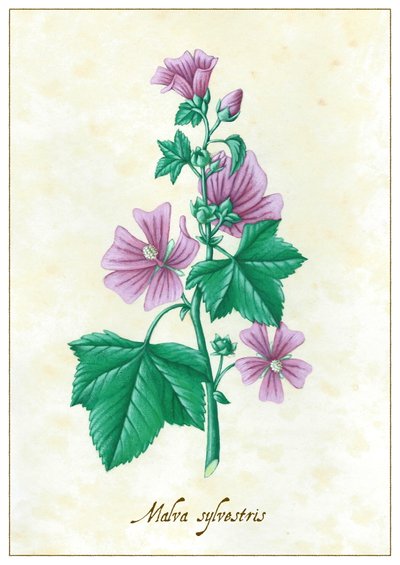 Malva sylvestris, 2015 (gouache) av Annalisa Morrocco