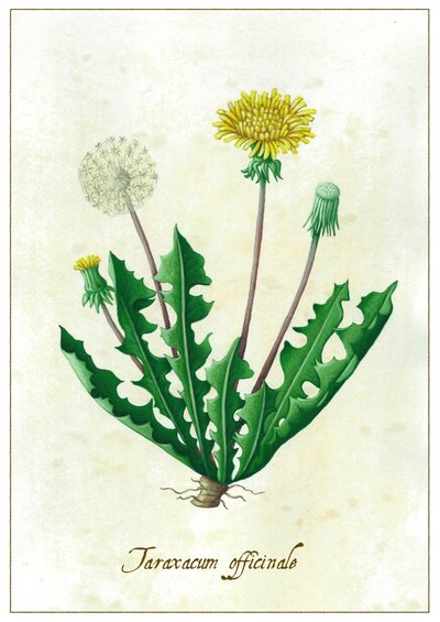 Taraxacum officinale, 2015 (gouache) av Annalisa Morrocco