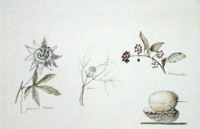 Passionsblomma, anis och koriander av Anne Marguerite Hyde de Neuville