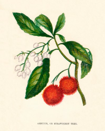 Arbutus, eller jordgubbsträd, c1891, 1891 av Anne Pratt