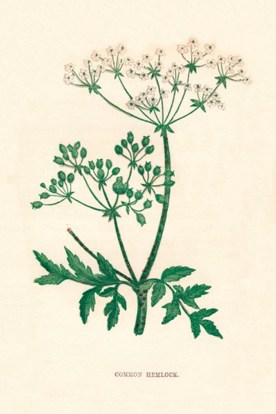 Vanlig hemlock, c1891, 1891 av Anne Pratt