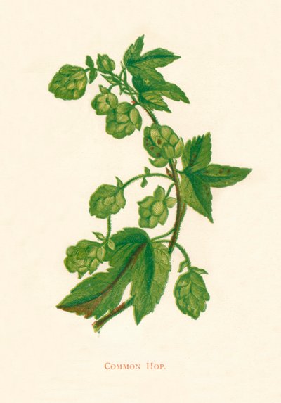Common Hop, c1891, 1891 av Anne Pratt
