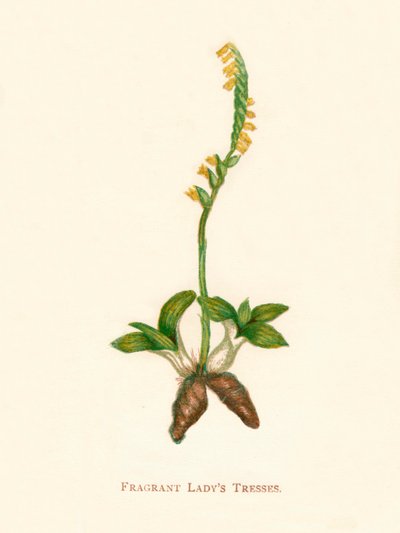 Doftande damer, c1891, 1891 av Anne Pratt