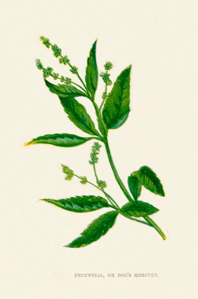 Perenn, eller Dogs Mercury, c1891, 1891 av Anne Pratt
