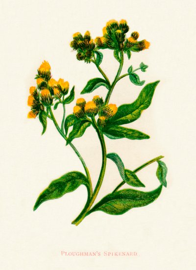 Ploughmans Spikenard, c1891, 1891 av Anne Pratt