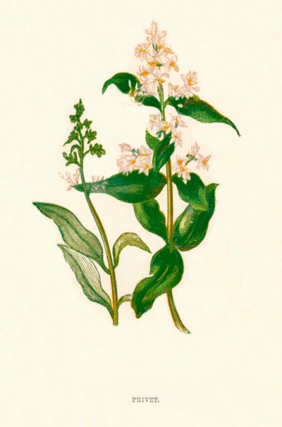 Liguster, c1891, 1891 av Anne Pratt
