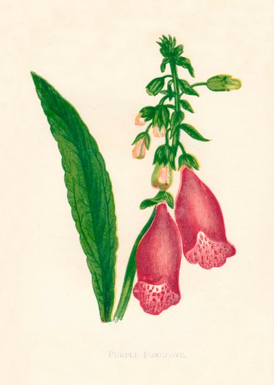 Lila Foxglove, c1891, 1891. av Anne Pratt