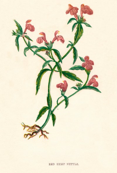 Röd hampa Nässla, c1891, 1891 av Anne Pratt
