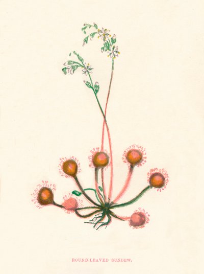 Rundbladig soldagg, c1891, 1891 av Anne Pratt