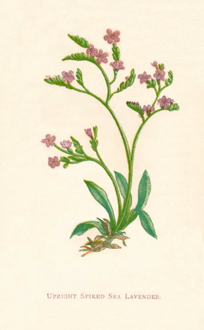 Upright Spiked Sea Lavender, c1891, 1891 av Anne Pratt