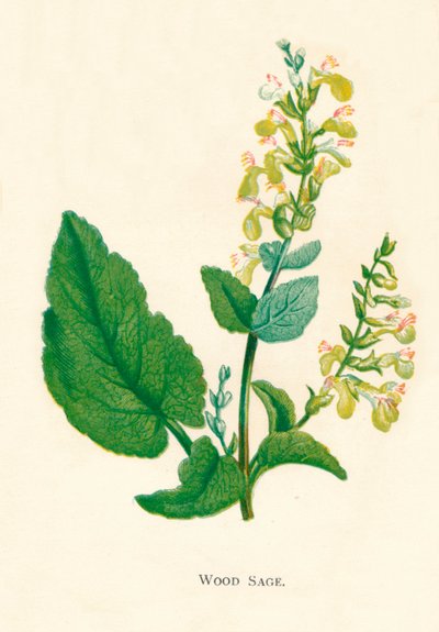 Wood Sage, c1891, 1891 av Anne Pratt