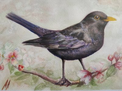 Svartfågel och körsbärsblommor av Annette Armitage