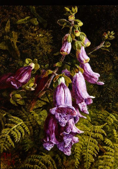 Foxgloves av Annie Feray Mutrie