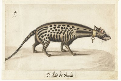 Albumblad med en civet Civet Cat av Anonymous