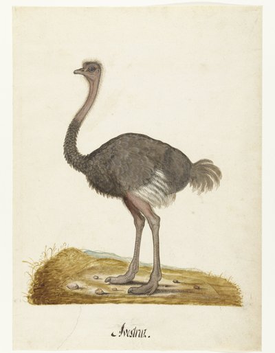 Albumblad med en struts Struisvogel Avestruz. (titel på objekt) Lombard album (serietitel) av Anonymous