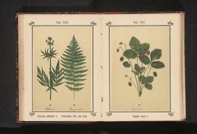 Bosaardbei Fragaria vesca L. (titel på objekt) av Anonymous