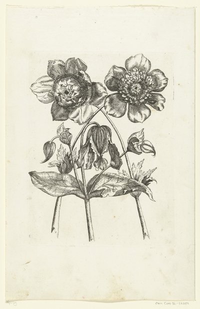 Tre blommor Nya blomikoner (serietitel) av Anonymous