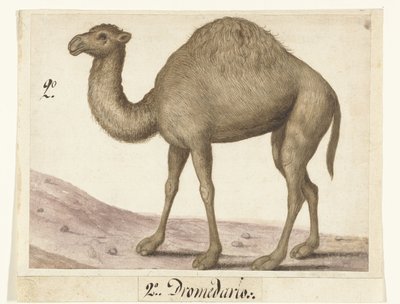 Dromedaris Lombard album (serietitel) av Anonymous