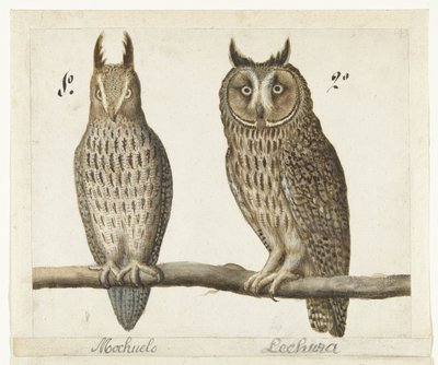 Lilla uggla och Långörad uggla Mochuelo / Lechuza (titel på objekt) Lombard album (serietitel) av Anonymous
