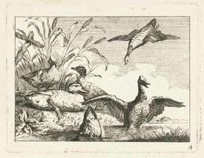 Ankor vid en pöl Native Birds (serietitel) av Anonymous