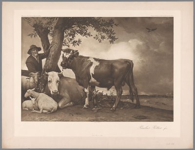 Fotoreproduktion av målningen Tjuren av Paulus Potter, koll. Mauritshuis 1904 - Nej. 54. / Konigl. Museum i Haag (serietitel) av Anonymous