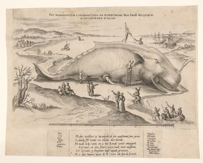 Strandad val nära Antwerpen, 1577 Waerachtich conterfeytsel och storleken på denna[n] val, ghevanghe[n] den 2 juli 1577 (titel på objekt) av Anonymous