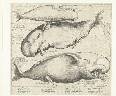 Strandad val i Antwerpen, 1577 Ware ung eigentliche contrafactur eines wallfisches gefangen in der scheldt nitt weit von Antorff Am 2 Julij. Anno 1577 (titel på objekt) av Anonymous