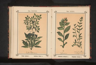 Fläckig lungört och vanligt svingräs Pulmonaria officinalis L. Polygonum aviculare L. (titel på objekt) av Anonymous