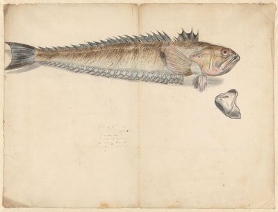 Större vävare (Trachinus Draco) av Anonymous