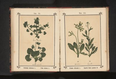 Gyllene primula och en herdeväska Primula officinalis L. Capsella Bursa pastoris M. (titel på objekt) av Anonymous