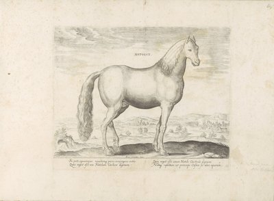 Hengst uit Anatolia Född (titel på objekt) Paardenrassen uit de Koninklijke stallen van Don Juan van Oostenrijk (serietitel) Hästen, där alla typer av adelsmän: beteendet hos hästar som skiljer sig från olika delar av världen utvalda (...) (serietitel på o av Anonymous