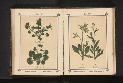 Hundtrav och en marsviol Glechoma hederacea L. Viola odorata L. (titel på objekt) av Anonymous