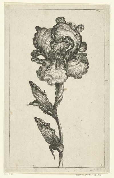 Iris Versheyde nya tulpaner och andra blommor (serietitel) av Anonymous