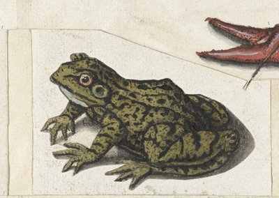 Blickar Lombard album (serietitel) av Anonymous