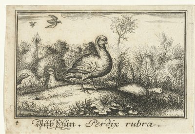 Landskap med rapphöns Rab Hun, Perdix rubra. (titel på objekt) av Anonymous