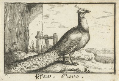 Landskap med påfågel Pfaw, Pavo (titel på objekt) av Anonymous