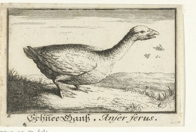 Landskap med vild gås Schnee Gans, Anfer ferus. (titel på objekt) av Anonymous