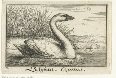 Landskap med svan Schwan, Cygnus. (titel på objekt) av Anonymous